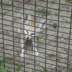 Fennec Fox