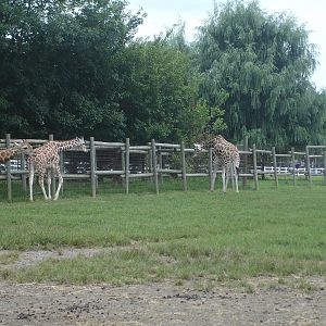 Giraffes