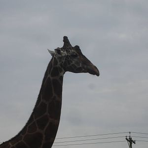 Giraffe