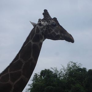Giraffe