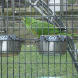 Conure