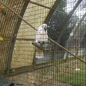 Cockatoo