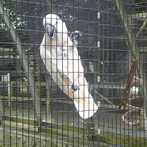 Cockatoo