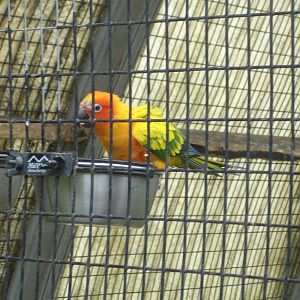 Sun Conure