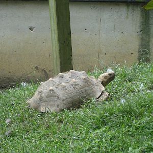 Sulcata Tortoise