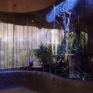 Tiny Matschie's Tree Kangaroo Exhibit