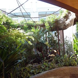 Saddle-Billed Stork Exhibit