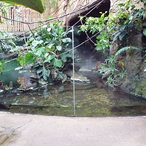 Orinoco Crocodile Exhibit