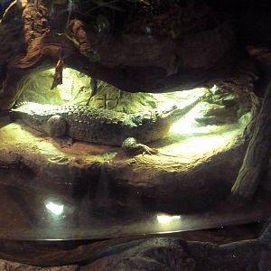 World's Smallest Crocodile Exhibit? (For A Juvenile Orinoco)