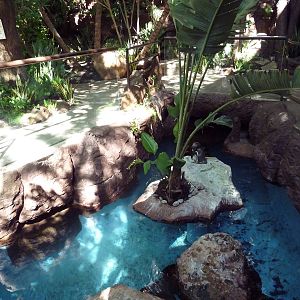 Black-Footed Penguin Exhibit