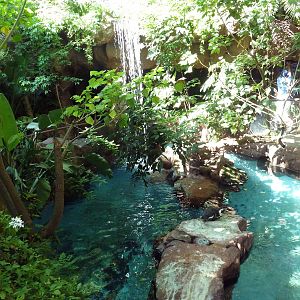 Black-Footed Penguin Exhibit