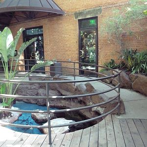 Black-Footed Penguin Exhibit