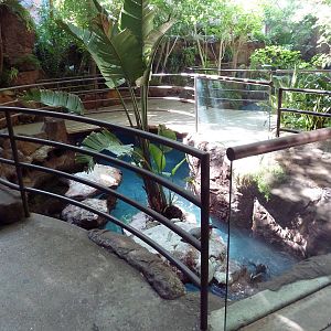 Black-Footed Penguin Exhibit
