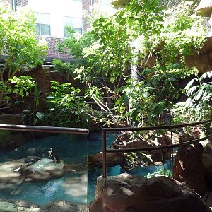 Black-Footed Penguin Exhibit