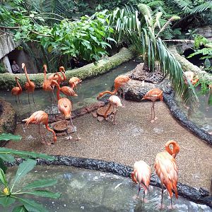 Flamingo Exhibit