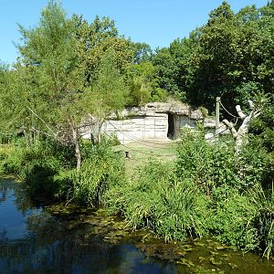 White-Handed Gibbon Exhibit