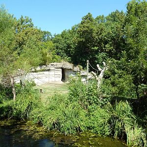 White-Handed Gibbon Exhibit