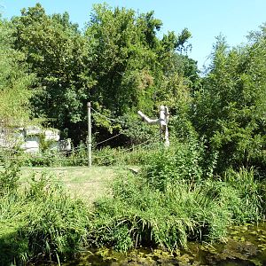 White-Handed Gibbon Exhibit