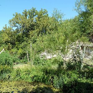 White-Handed Gibbon Exhibit