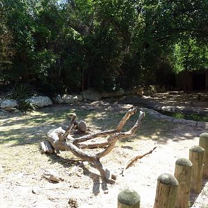 Galapagos Tortoise Exhibit