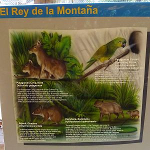 Mixed-Species Exhibit - Signage