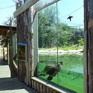 Brazos River Country - Alligator Exhibit