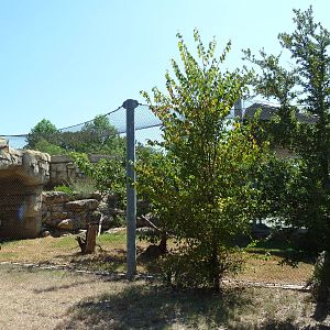 Brazos River Country - Cougar Exhibit