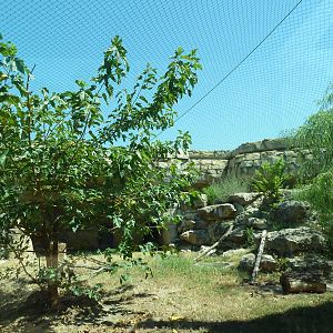 Brazos River Country - Cougar Exhibit