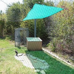 Brazos River Country - Crested Caracara Exhibit