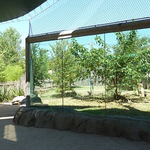 Brazos River Country - Cougar Exhibit