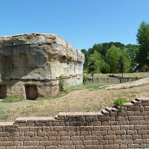 Brazos River Country - Black Bear Exhibit