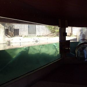 Brazos River Country - River Otter Exhibit