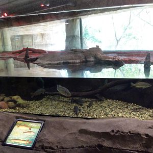 Brazos River Country - Fresh Water Aquarium/Terrarium Building