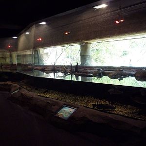 Brazos River Country - Fresh Water Aquarium/Terrarium Building