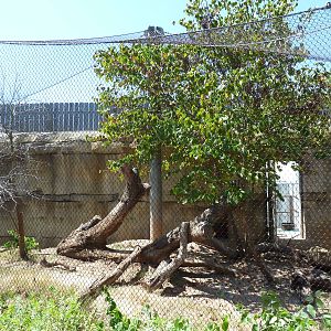 Brazos River Country - Ocelot Exhibit