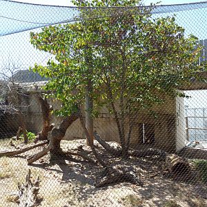 Brazos River Country - Ocelot Exhibit