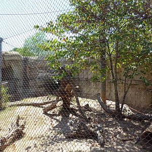 Brazos River Country - Ocelot Exhibit