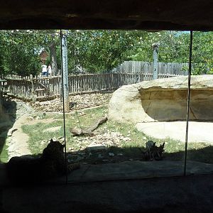 Brazos River Country - Jaguar Exhibit