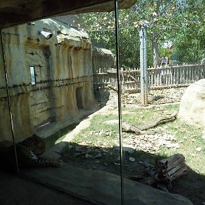 Brazos River Country - Jaguar Exhibit