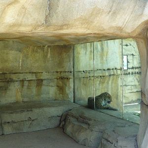 Brazos River Country - Jaguar Exhibit