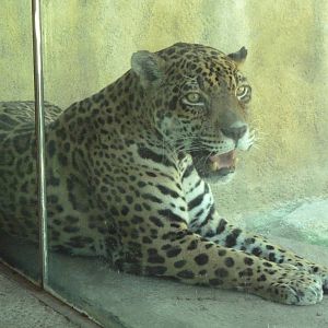 Brazos River Country - Jaguar