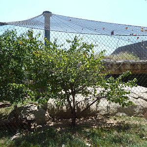 Brazos River Country - Jaguar Exhibit
