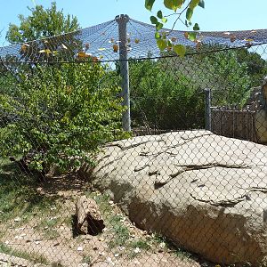 Brazos River Country - Jaguar Exhibit