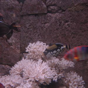 fish - Clown Triggerfish, others