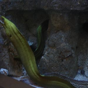 Eels