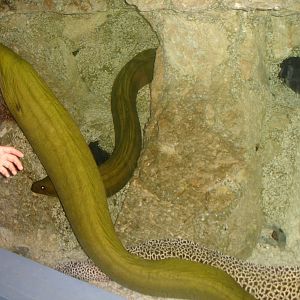 Eels