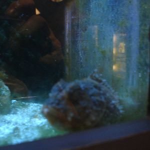 Plumed Scorpion Fish