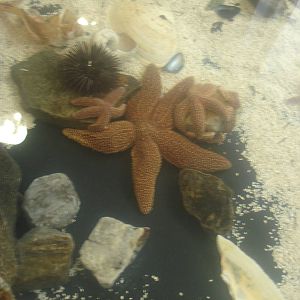 Starfish +