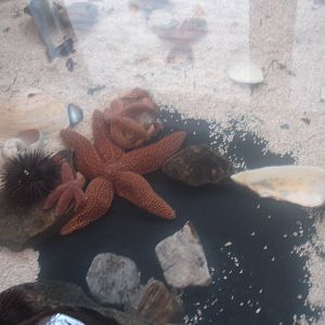 Starfish +
