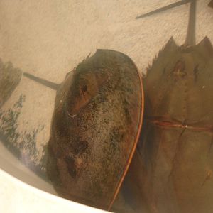 Horseshoe Crabs